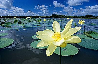 《群星》水生种族扩展包推出 拥抱航海文明的生活